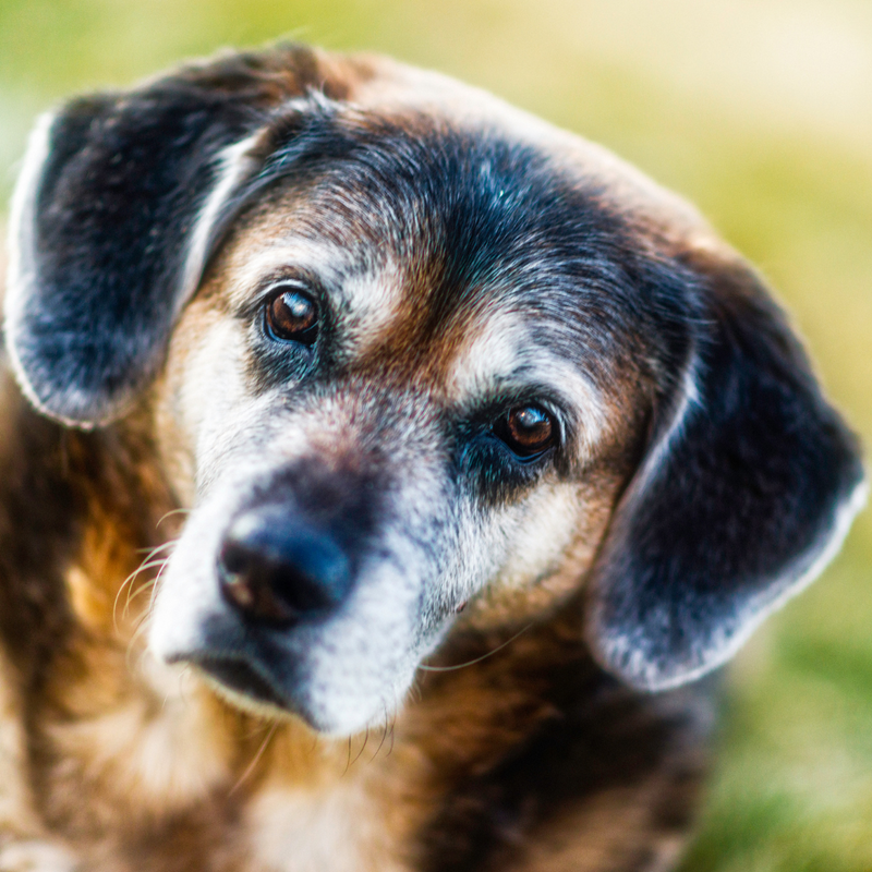 Fevereiro roxo: mês da conscientização sobre doenças neurodegenerativas em animais idosos