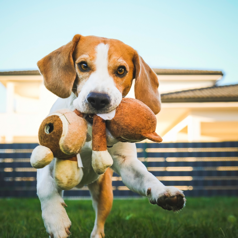 Benefícios do enriquecimento ambiental para os cães