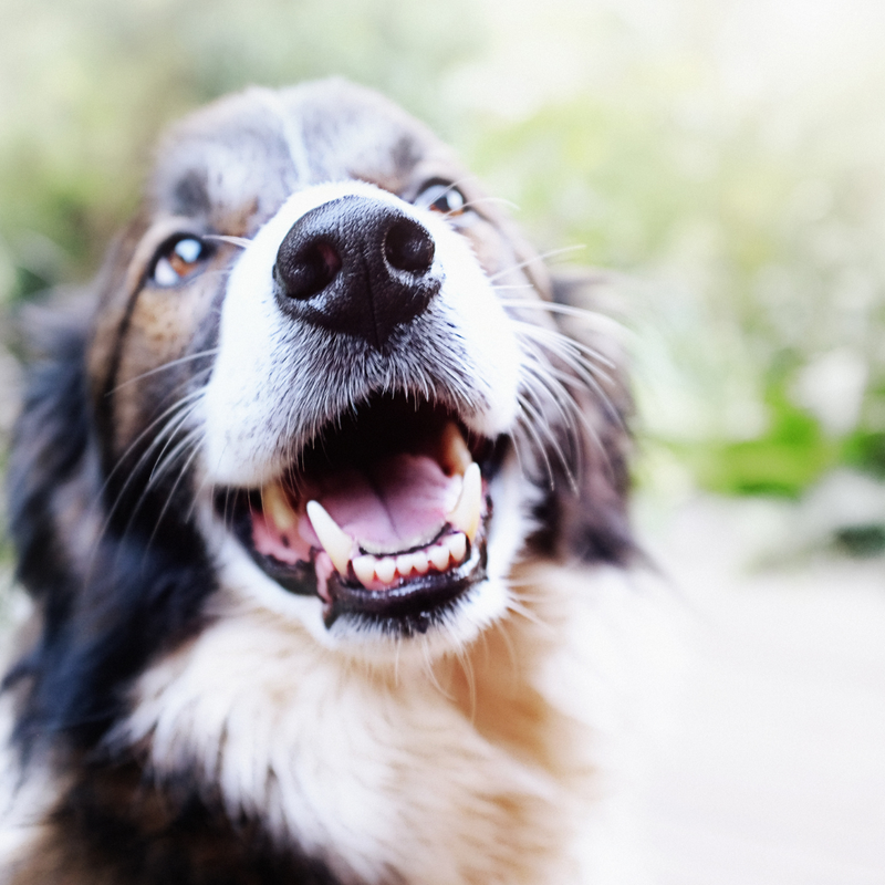 Gato e cachorro têm dentes de leite?