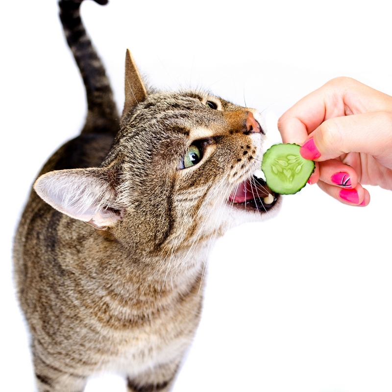 Frutas proibidas para gatos